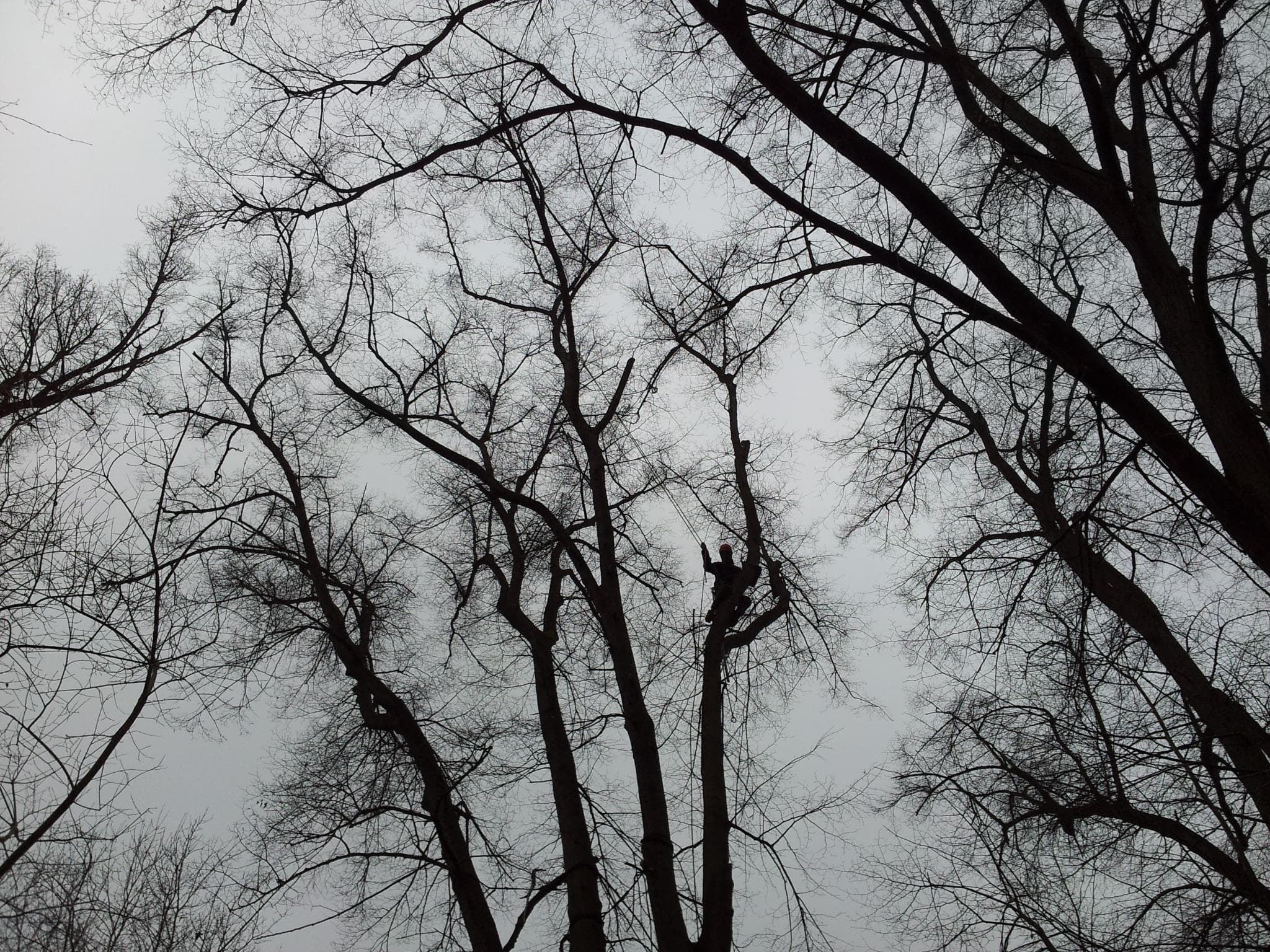 Baumpflege Projekt 3