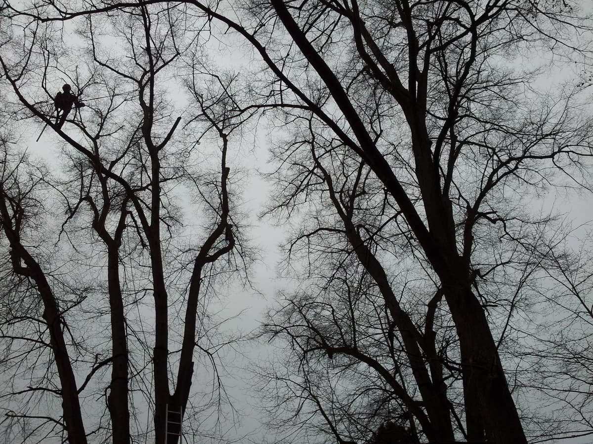 Baumpfleger bei der Arbeit